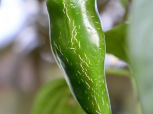 Jalapeno