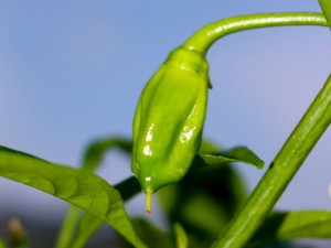 Habanero