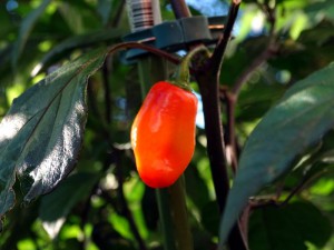 Red_Thunder_F5_Frucht2_20160823