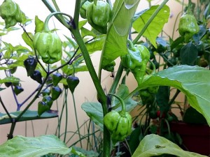 Semillas Carolina Reaper HP22B