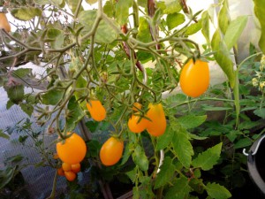 Yellow Pearshaped Tomate