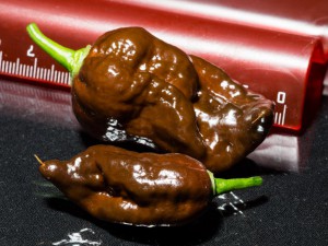 Bhut_Jolokia_Chocolate_Frucht