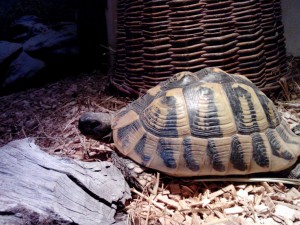 Schildkröte Zera