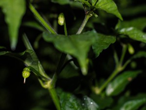 160905_Jalappeno_X_Bhut