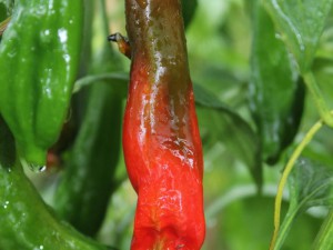 Aji Santa Cruz