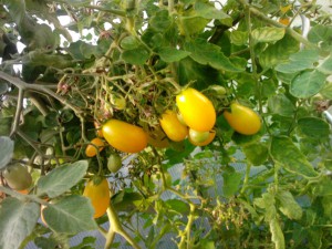 Yellow Pearshaped Tomaten