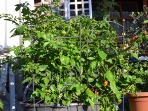 7Pot Barrackpore