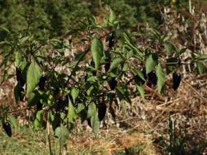 jalapeno purple