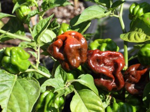 habanero chocolate