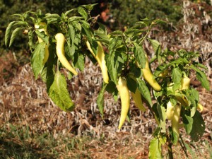 pimento blanco