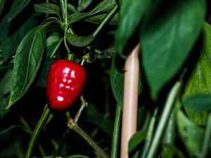 160919_Andes_Red_Rocoto