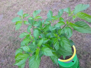 7 Pot Bubblegum