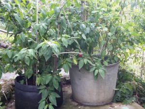 Rocotos Im Sack Und Mix Im Garten