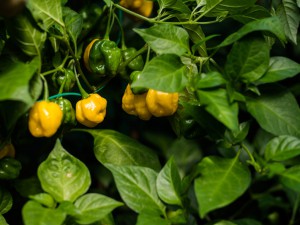 160927_Scotch_Bonnet_P.Dreadie