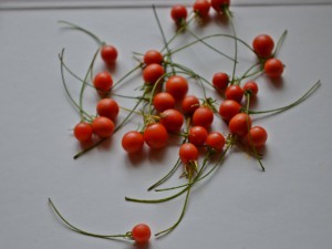 Capsicum Lanceolatum