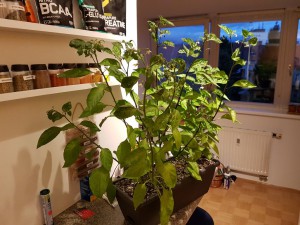 Gestutze Reapers (und 1 "Bhut")