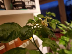 Verkrippelte "Bhut"