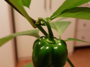 Frucht der "Bhut"