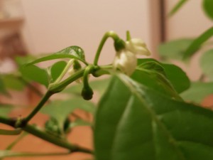 Blüten der Bhut