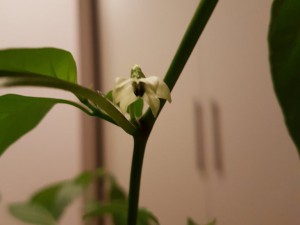 Blüten der Bhut