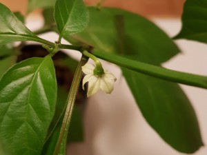 Blüten der Bhut