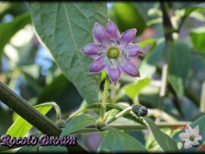 Rocoto Brown Blüte