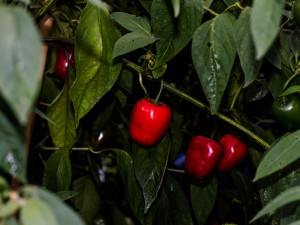 161008_Andes_Red_Rocoto