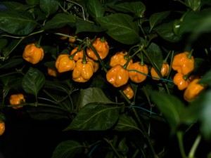 161008_Scotch_Bonnet_P_Dreadie