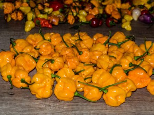 161015_Scotch_Bonnet_P_Dreadie