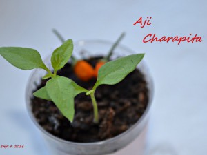 Aji Charapita