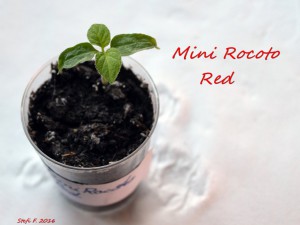 Minirocoto Red