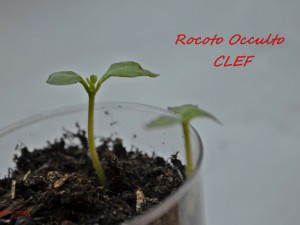 Rocoto Occulto CLEF