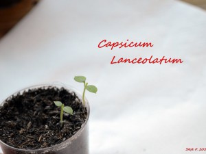 Capsicum Lanceolatum