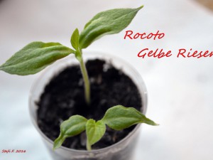 Rocoto Gelbe Riesen