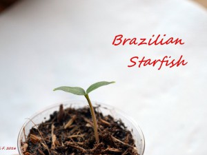 Brazilian Starfish