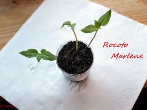 Rocoto Marlene