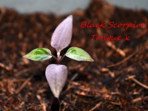 Black Scorpion Tongue x