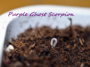 Tageslichtanbau Keimling Nr. 1 Purple Ghost Scorpion (Caps. Chinense), 11.11.16