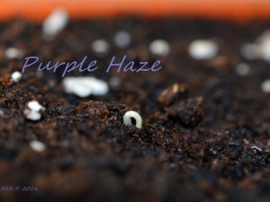Tageslichtanbau: Purple Haze (Caps. Annuum) 13.11.16