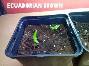 Ecuadorian Brown
