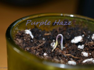 Tageslichtprojekt Purple Haze, 14.11.16