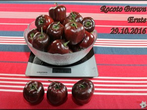 Rocoto Brown 4