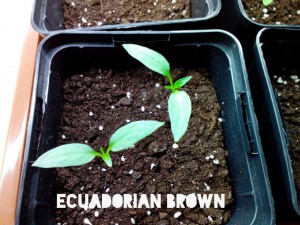Ecuadorian Brown