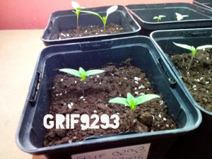 GRIF_9293