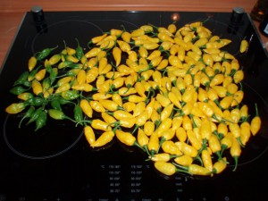 Habanero Neon Yellow Früchte