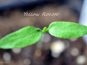 TL Yellow Rocoto, 04.12.16