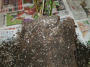 20170115_193319_resized