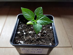 Aji Cirel