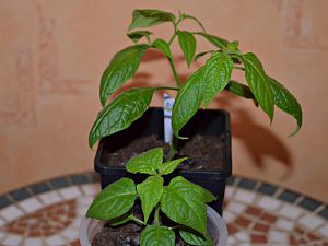 Minirocoto rot und gelb, 30.01.