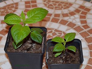 Yellow Rocoto, KL und TL, 30.01.